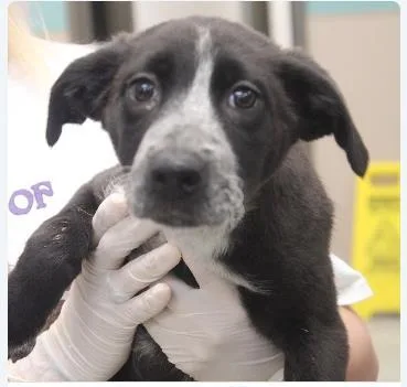 A baby medium-sized female Mixed Breed dog named Chrysanthemum for adoption in West Chester, PA