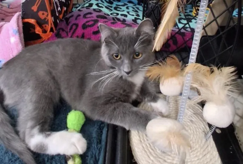 A young medium-sized female Domestic Short Hair cat named Twilight for adoption in Wasilla, AK