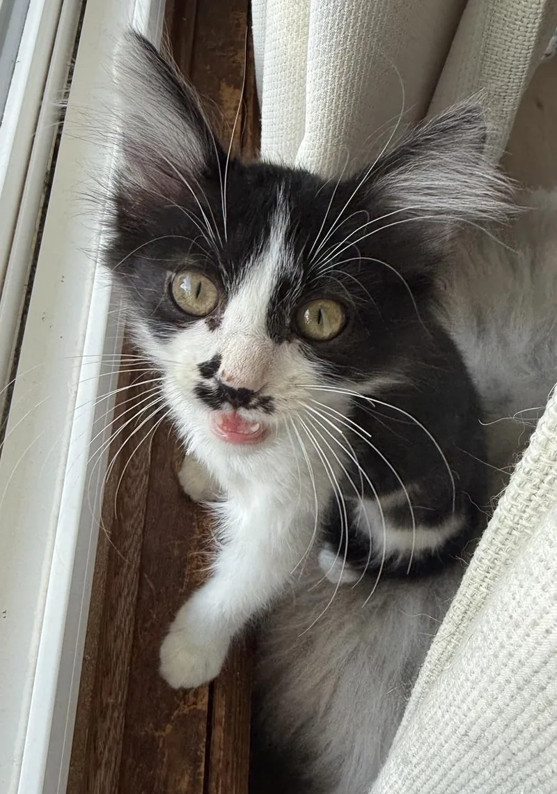 A baby medium-sized male Black & White / Tuxedo Domestic Medium Hair cat named Falcon for adoption in Minneapolis, MN