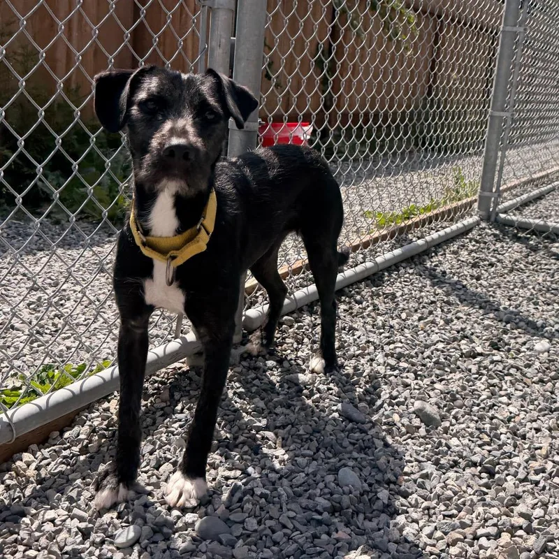 A young medium-sized female Black Terrier dog named Kakashi for adoption in Port Angeles, WA