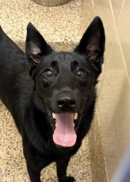 An adult large-sized male Shepherd dog named Dave for adoption in Aiken, SC