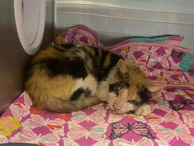 An adult medium-sized female Domestic Short Hair cat named Primrose for adoption in Tustin, CA