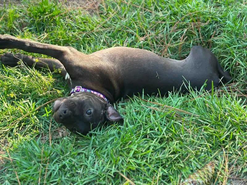 A baby medium-sized female Black Pit Bull Terrier dog named Violet for adoption in Raeford, NC
