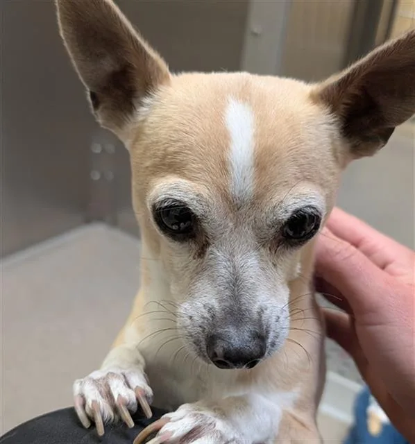 A senior small-sized male Chihuahua dog named Rico for adoption in Denver, CO