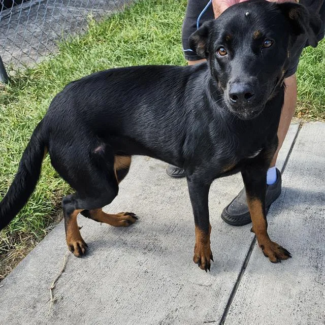 A young medium-sized female Rottweiler dog named Evie for adoption in San Antonio, TX