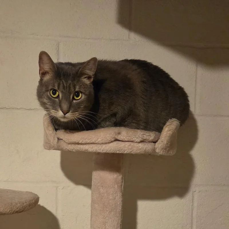 A young extra large-sized male Gray / Blue / Silver Domestic Short Hair cat named Garfield for adoption in Manheim, PA