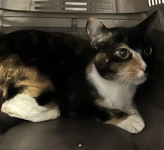 A young medium-sized female Domestic Short Hair cat named Luna for adoption in Lancaster, CA