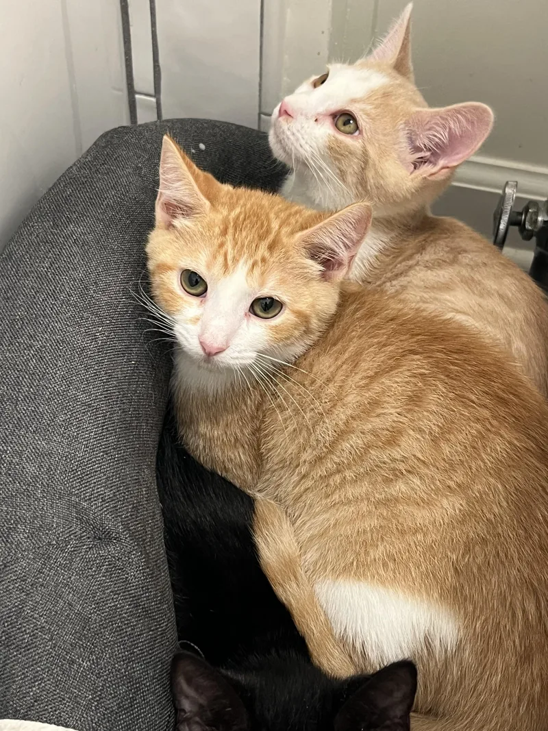 An adult medium-sized male Orange / Red Domestic Short Hair cat named Frisco for adoption in Marietta, GA