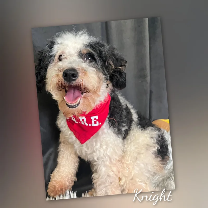 An adult small-sized male Miniature Poodle dog named Knight for adoption in Fredericksburg, VA
