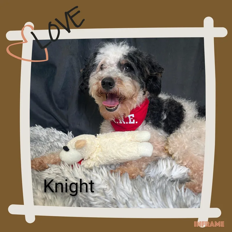 Knight thumbnail 2