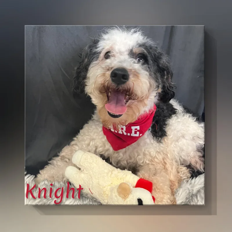 Knight thumbnail 5