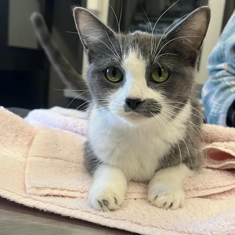 An adult medium-sized female Gray / Blue / Silver Domestic Short Hair cat named Mama Mia for adoption in Hinsdale, IL