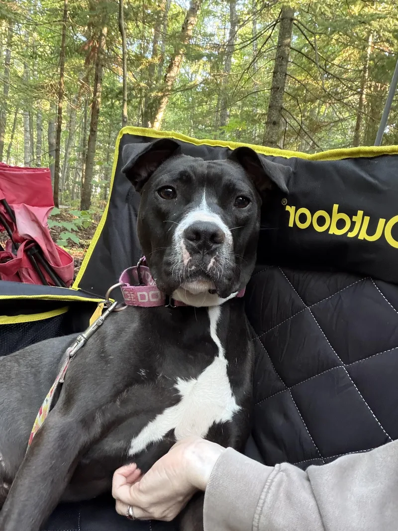 A young medium-sized female Pit Bull Terrier dog named Pippy for adoption in Seville, OH