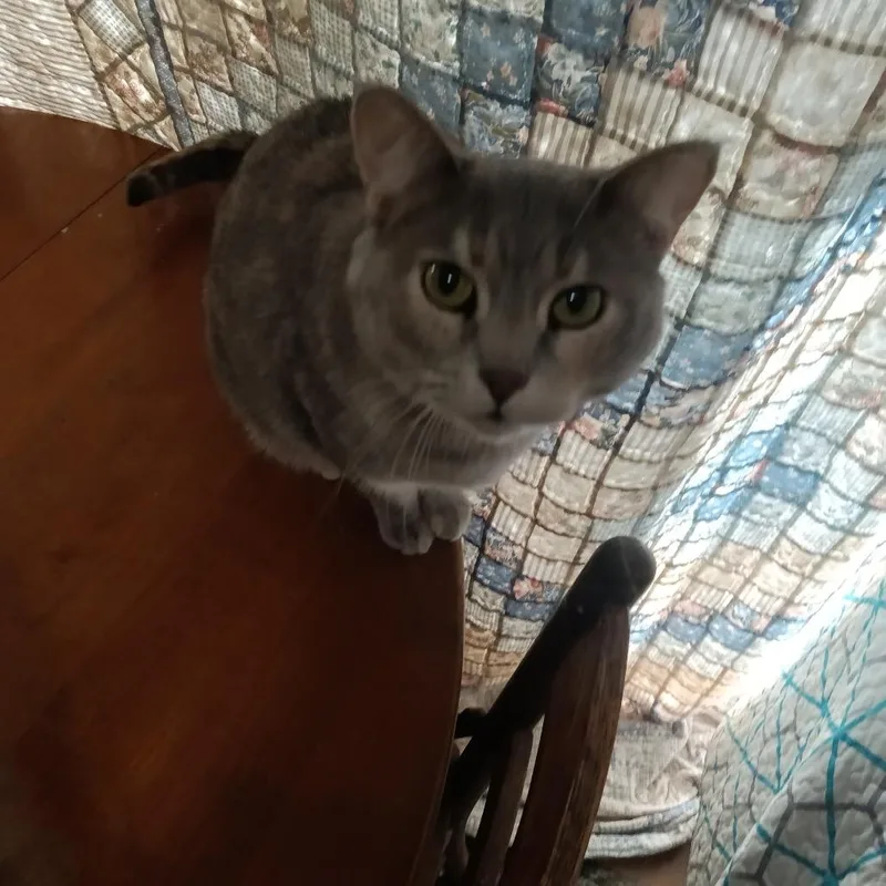 An adult small-sized female Gray / Blue / Silver Domestic Short Hair cat named Emma for adoption in Rochester, MN