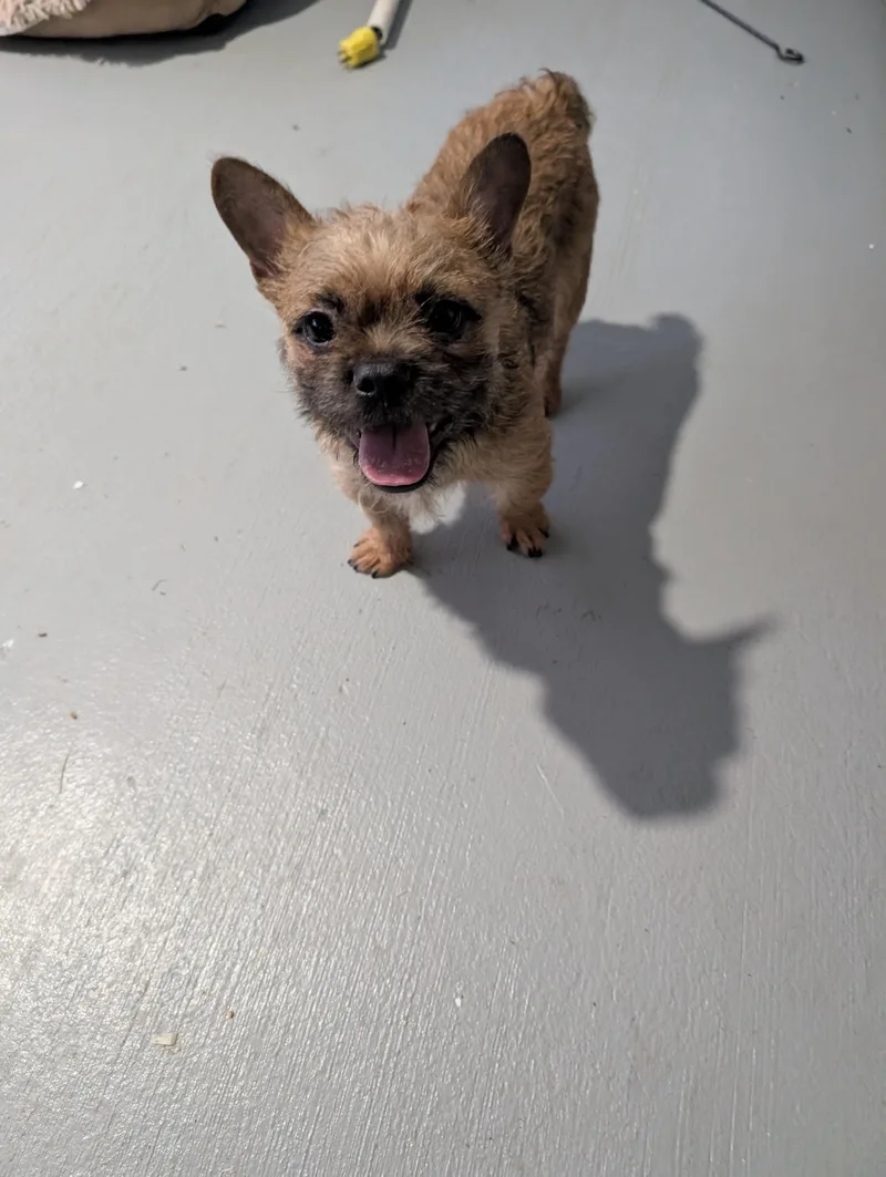 A baby small-sized male French Bulldog dog named Bruno for adoption in Windsor, CO
