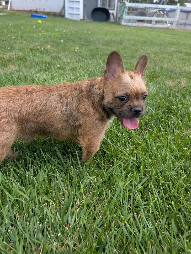 Bruno thumbnail 2