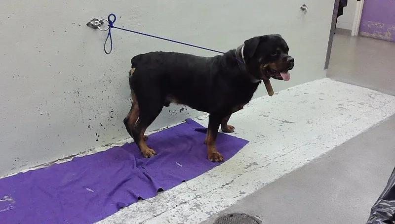 An adult extra large-sized male Rottweiler dog named Bear for adoption in Houston, TX