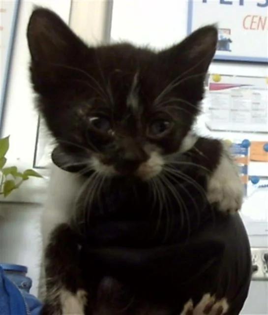 A baby medium-sized male Domestic Short Hair cat named Pudge for adoption in Dallas, TX