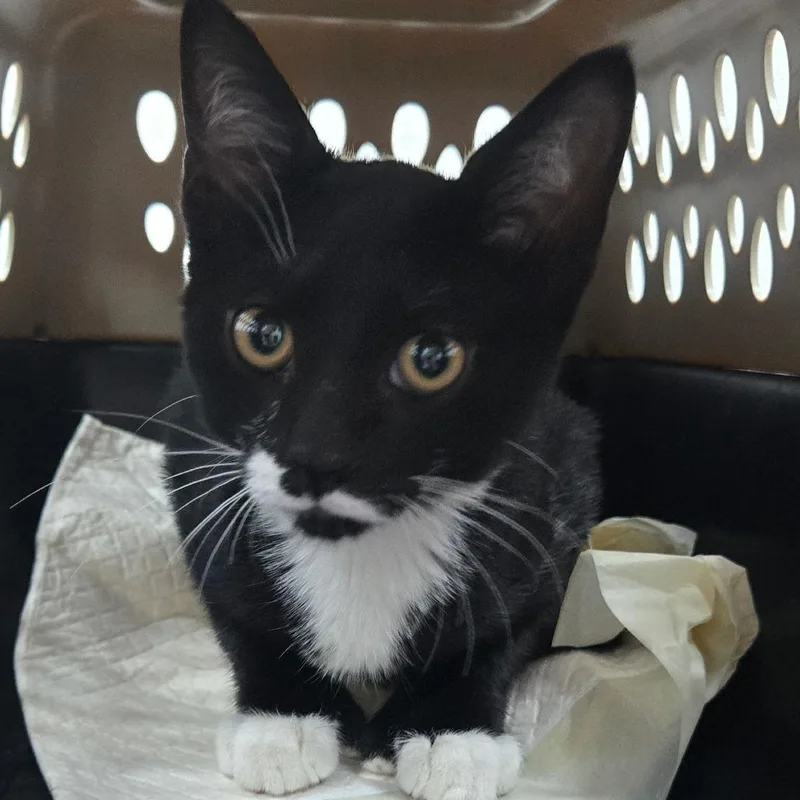 A baby small-sized female Domestic Short Hair cat named Elvira for adoption in Newark, NJ