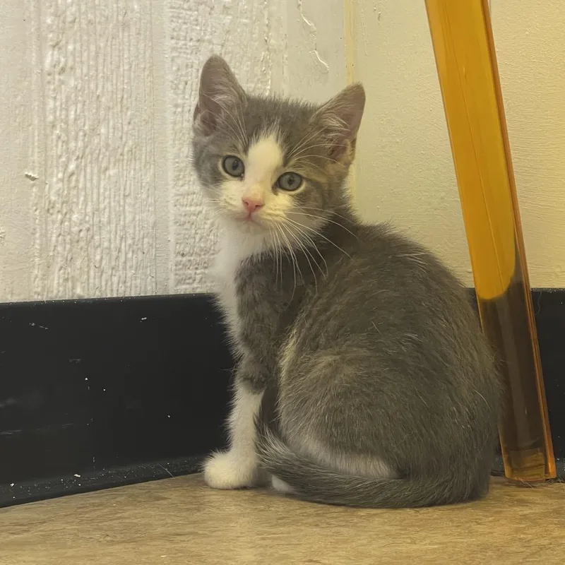 A baby small-sized male Gray / Blue / Silver Domestic Short Hair cat named Lake for adoption in Tulsa, OK
