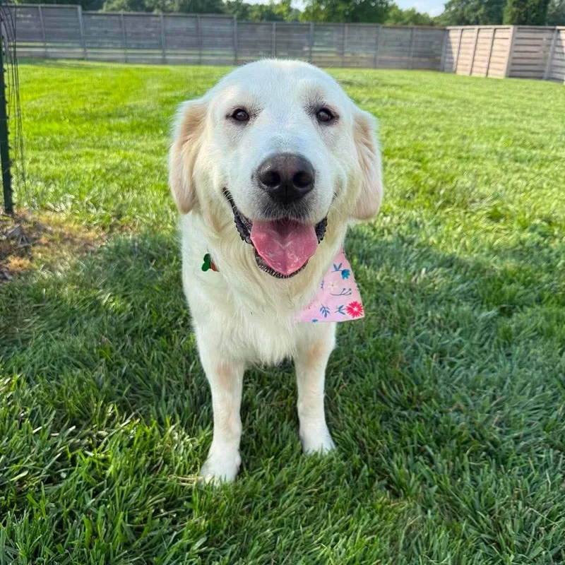 A young large-sized female Great Pyrenees dog named Taylor for adoption in Springfield, MO
