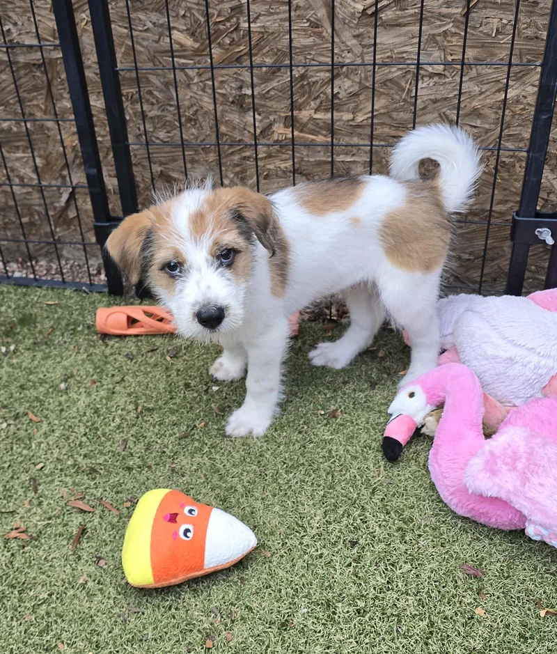 A baby small-sized male Cairn Terrier dog named Euchre for adoption in Apache Junction, AZ