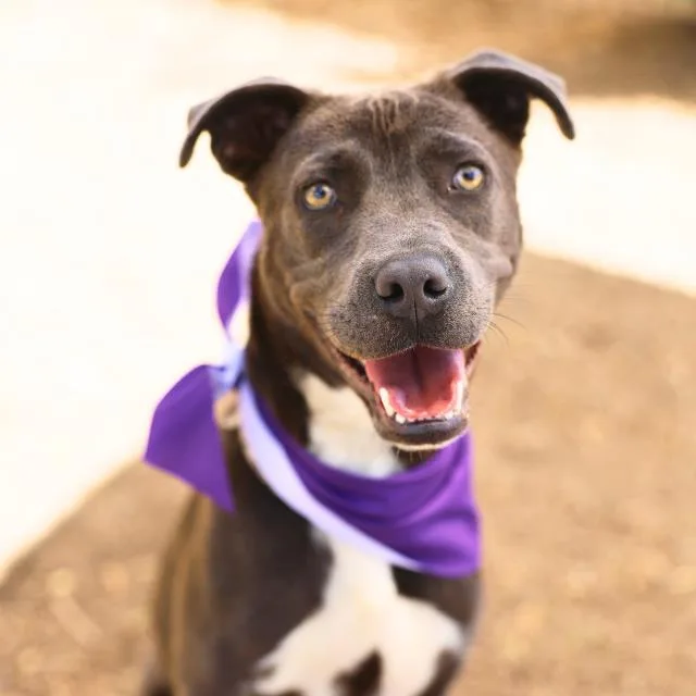 A young medium-sized female American Staffordshire Terrier dog named Charm for adoption in San Antonio, TX