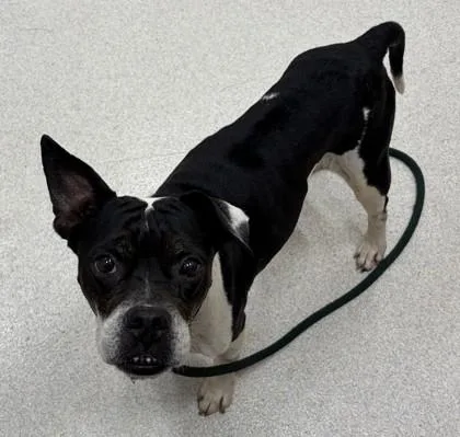 A senior medium-sized female Boston Terrier dog named Trixie for adoption in Honolulu, HI