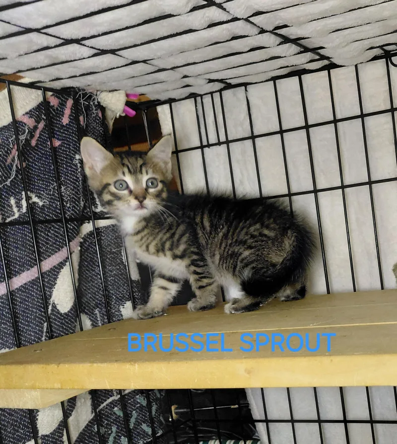 A baby medium-sized male Tabby (Brown / Chocolate) Domestic Short Hair cat named Brussels Sprout for adoption in Bethpage, NY