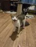 A young small-sized female Domestic Short Hair cat named Sylvia for adoption in Liverpool, TX
