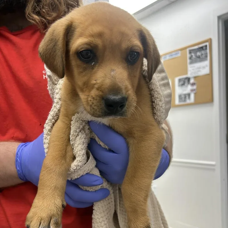 A baby small-sized male Brown / Chocolate Labrador Retriever dog named Chuck for adoption in Birmingham, AL