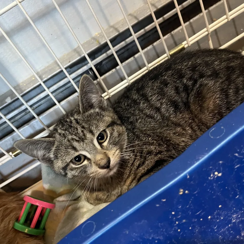 A baby small-sized male Tabby (Brown / Chocolate) Domestic Short Hair cat named Cap'n Crunch for adoption in Salisbury, MA