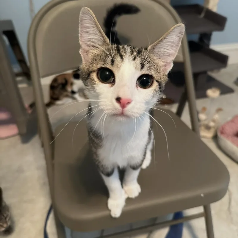 A baby medium-sized female White Domestic Short Hair cat named Amy for adoption in Cincinnati, OH