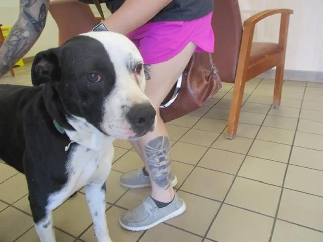 A young large-sized male Pit Bull Terrier dog named Goose for adoption in Ocala, FL