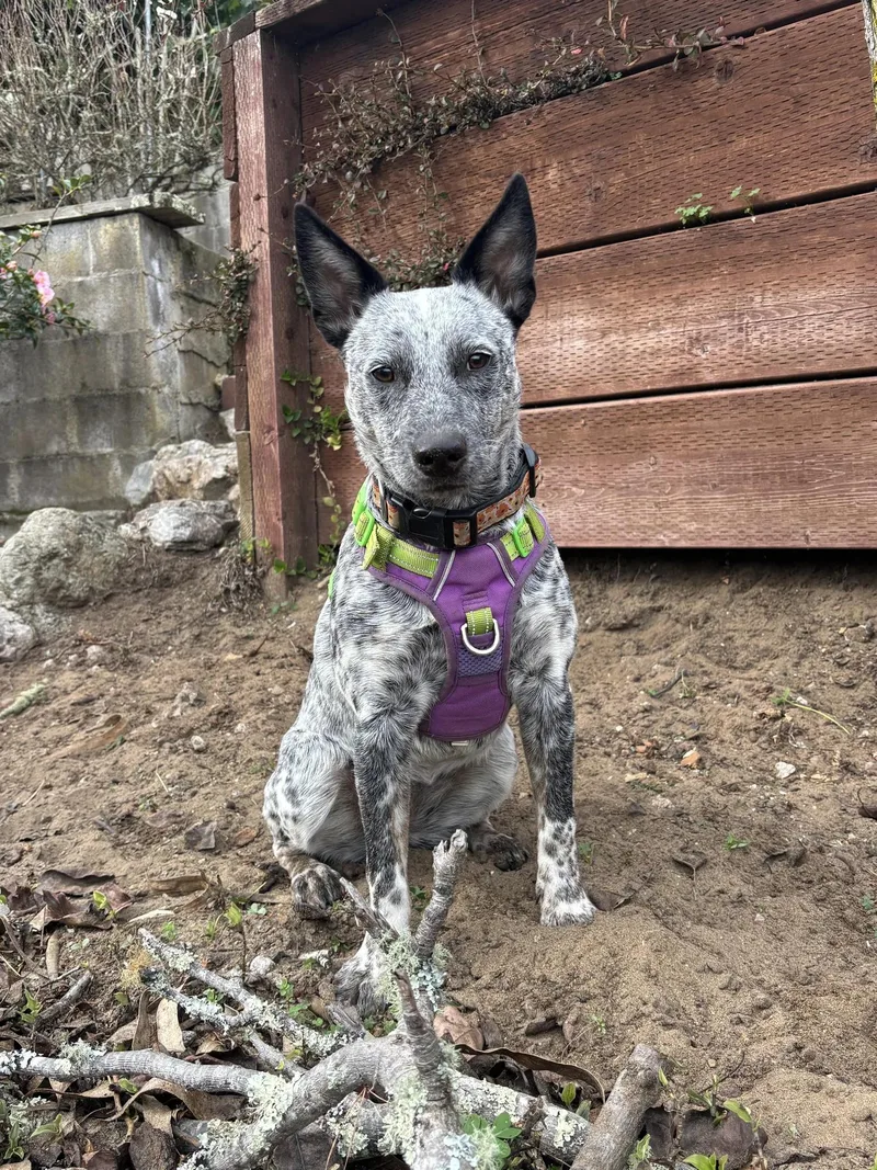 An adult medium-sized female Australian Cattle Dog / Blue Heeler dog named Loba for adoption in Oakland, CA