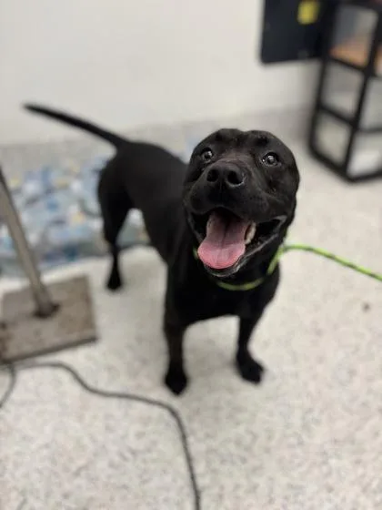 An adult large-sized male Mixed Breed dog named Henry for adoption in Atlanta, GA