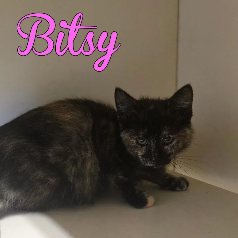A baby small-sized female Domestic Short Hair cat named Bitsy for adoption in Hillsboro, OH