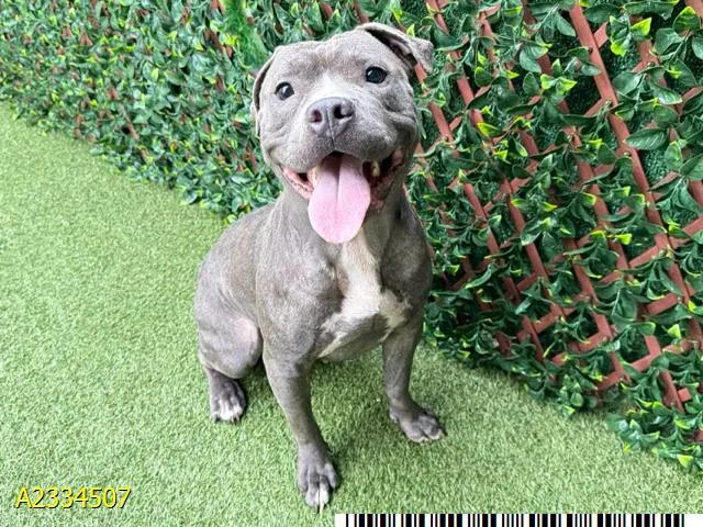 An adult medium-sized female Mixed Breed dog named Polly for adoption in West Palm Beach, FL