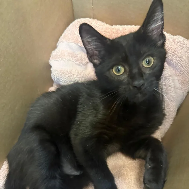 A baby small-sized male Black Domestic Short Hair cat named Gabe for adoption in Naples, FL
