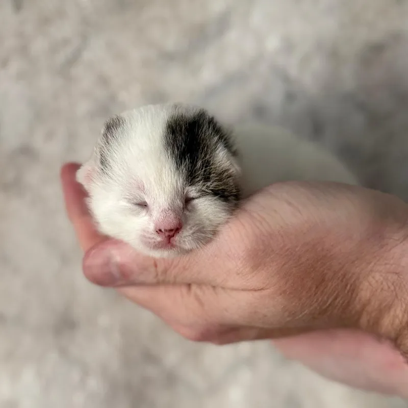A baby small-sized female White Domestic Short Hair cat named Pigeon for adoption in Huntsville, AL