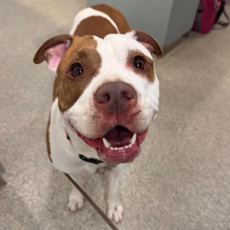 A young medium-sized female Yellow / Tan / Blond / Fawn Mixed Breed dog named Ruth for adoption in Jacksonville, FL