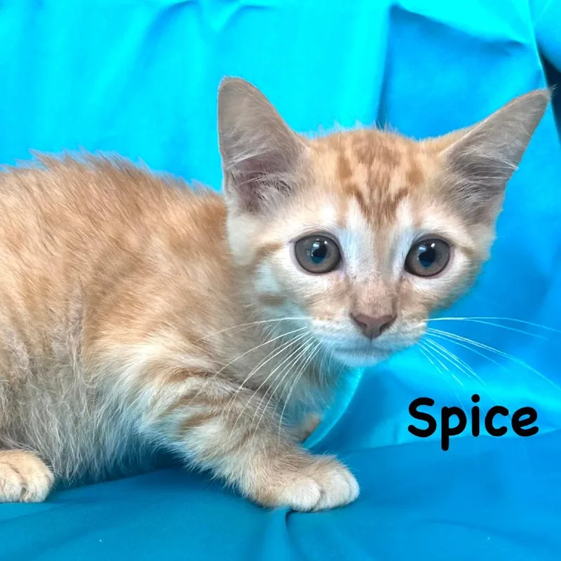 A baby small-sized male Orange / Red Domestic Medium Hair cat named Spice s for adoption in Sequatchie, TN