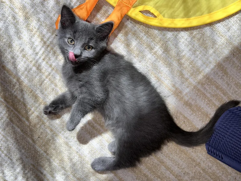 A baby small-sized female Domestic Short Hair cat named Sage for adoption in Hartville, OH