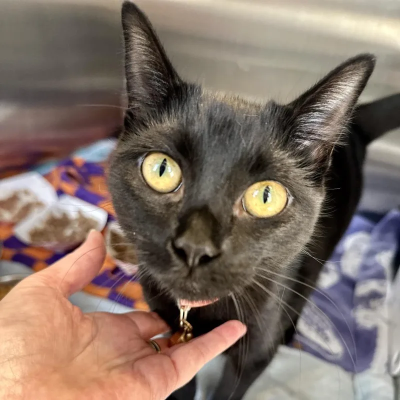 A young large-sized female Black Domestic Short Hair cat named Hyacinth for adoption in Austin, TX