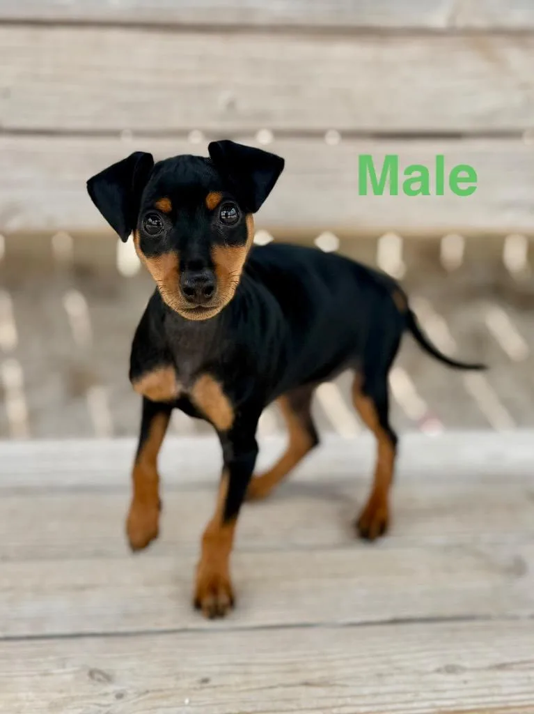 A baby small-sized male Miniature Pinscher dog named Mary Jane pup for adoption in Muskegon, MI