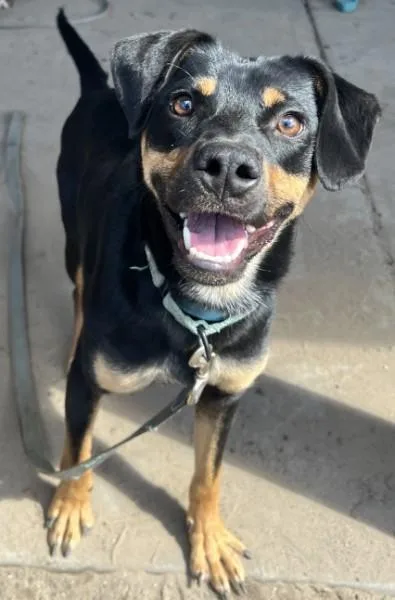 Sammie Boy thumbnail 2