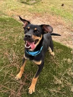 Sammie Boy thumbnail 3