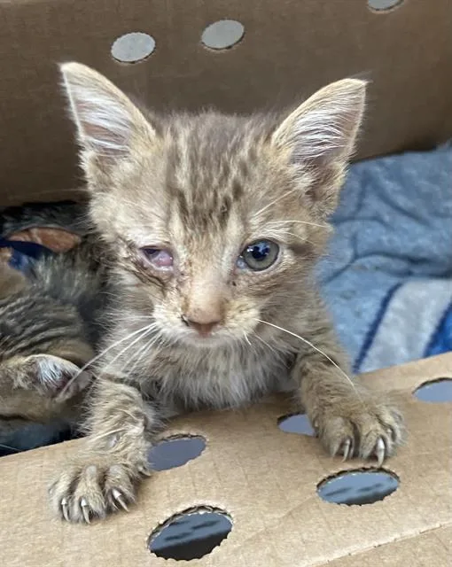 A baby medium-sized male Domestic Short Hair cat named Kovu for adoption in Dallas, TX