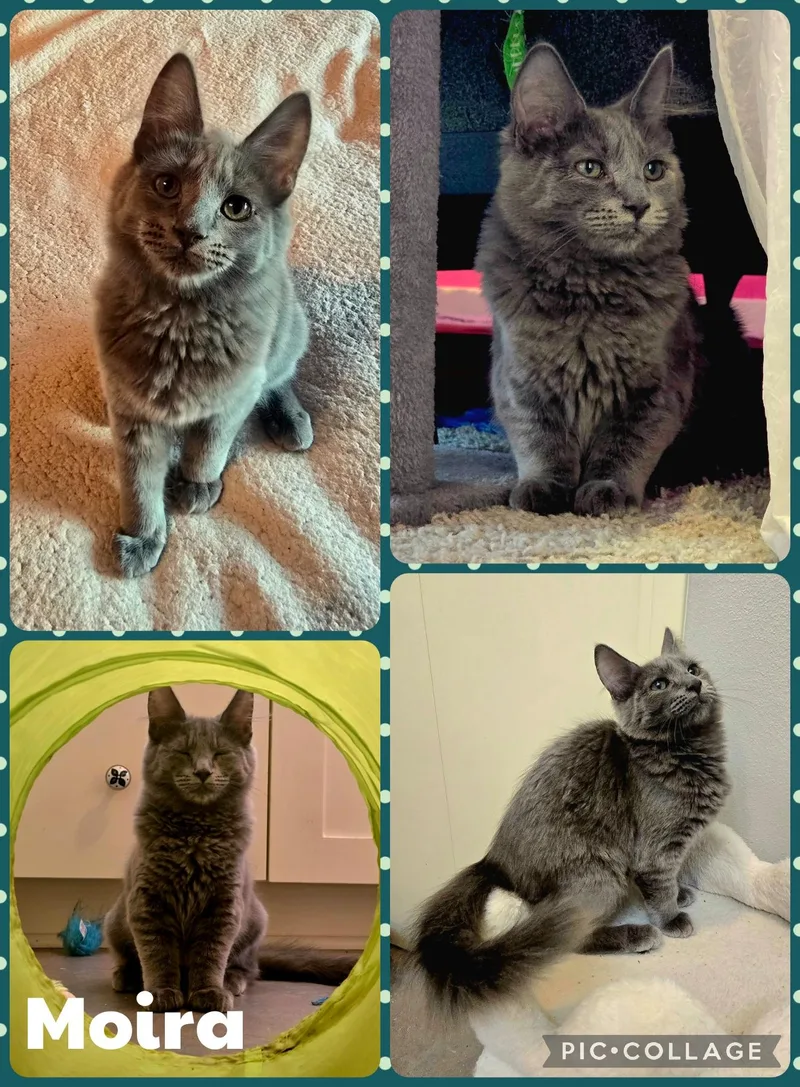 A baby small-sized female Gray / Blue / Silver Domestic Short Hair cat named Moira for adoption in Newberg, OR