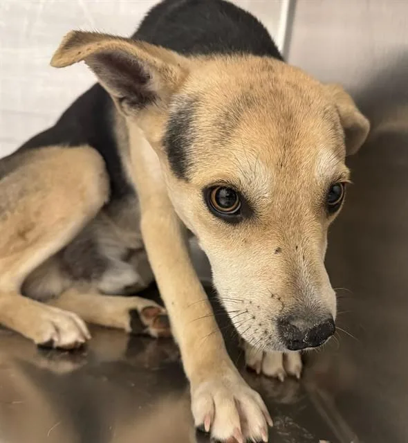 A young medium-sized male Australian Kelpie dog named Wando for adoption in Tucson, AZ